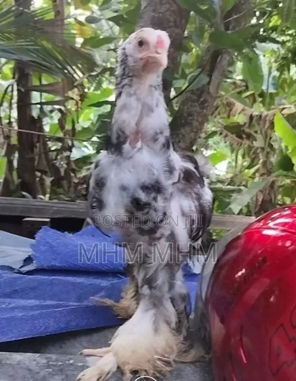 Brahma Chicks