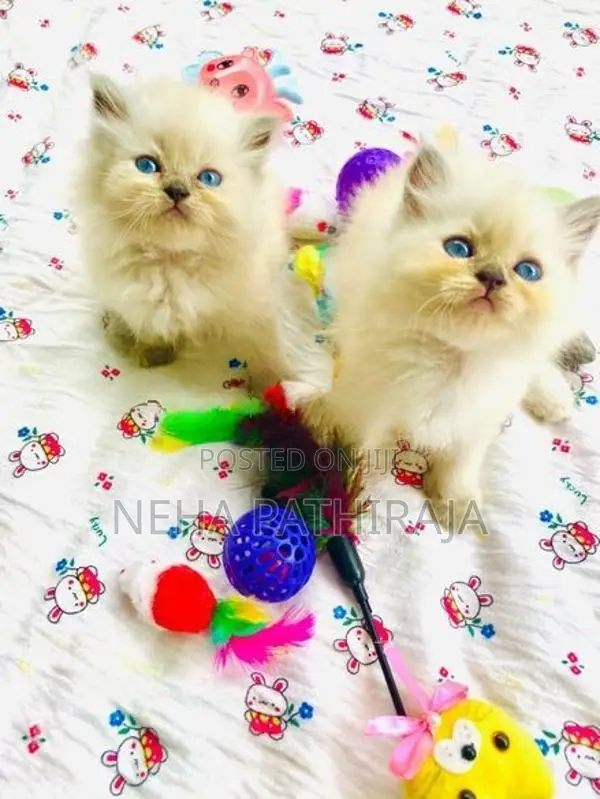 Himalayan Kittens