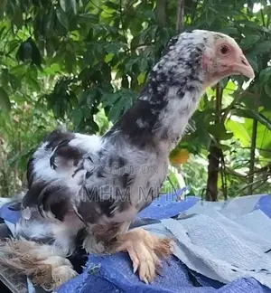Brahma Chicks