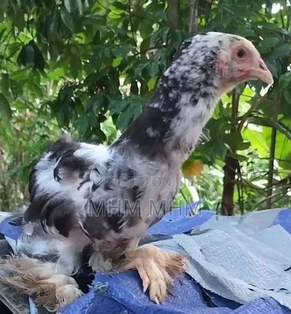 Brahma Chicks