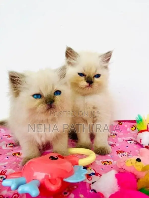 Himalayan Kittens
