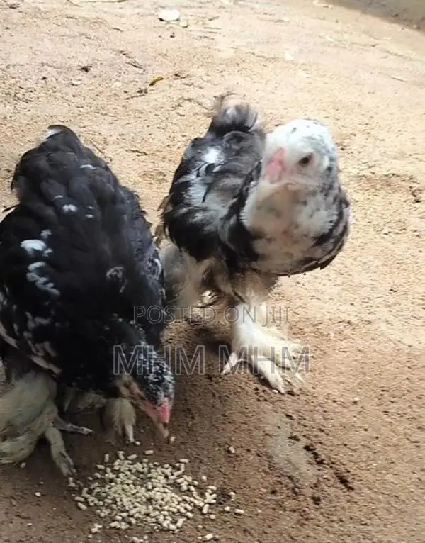 Brahma Chicks