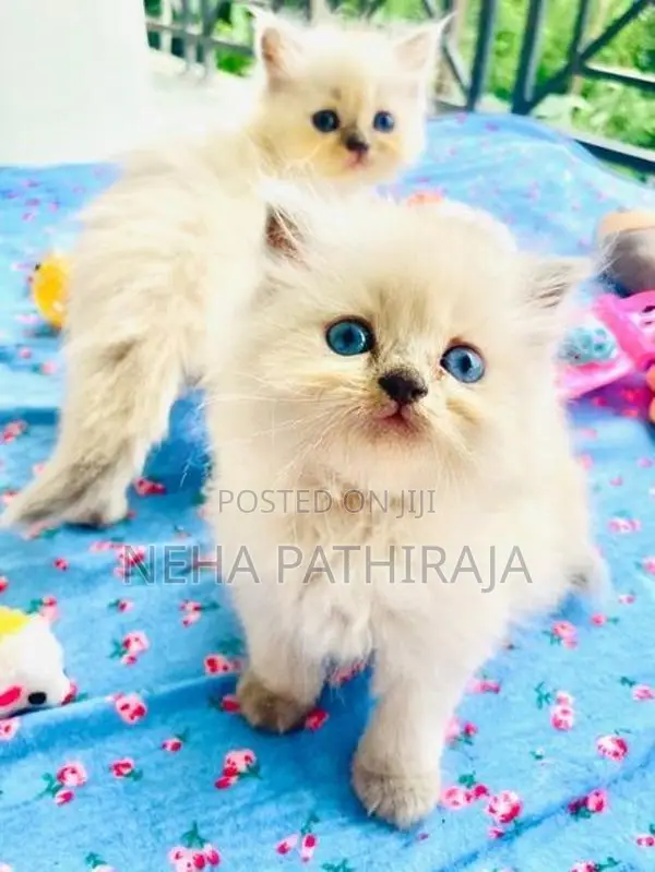 Himalayan Kittens