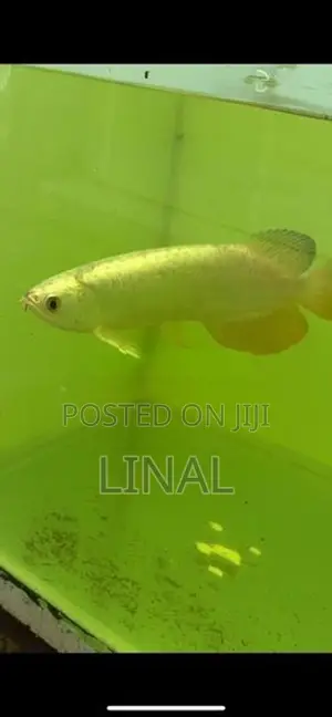 Full Helmet Cross Back Arowana