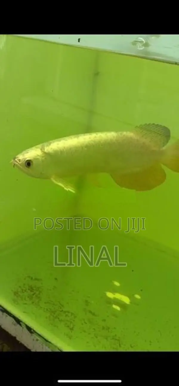 Full Helmet Cross Back Arowana