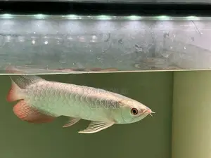 Full Helmet Cross Back Arowana