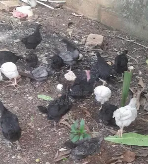 Country Chicken
