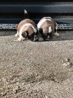 Shih Tzu Puppies