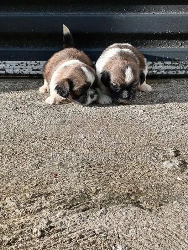 Shih Tzu Puppies