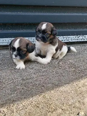 Shih Tzu Puppies