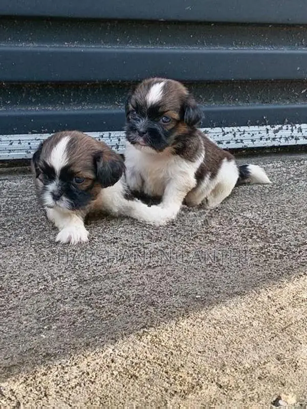 Shih Tzu Puppies
