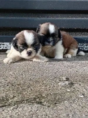 Shih Tzu Puppies