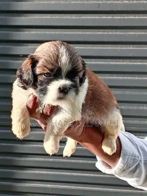 Shih Tzu Puppies