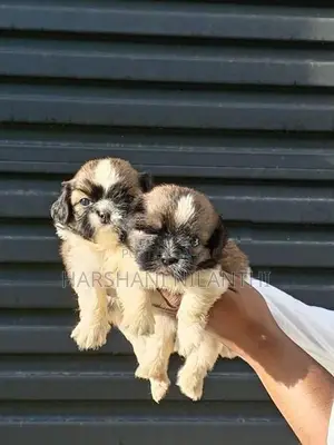 Shih Tzu Puppies