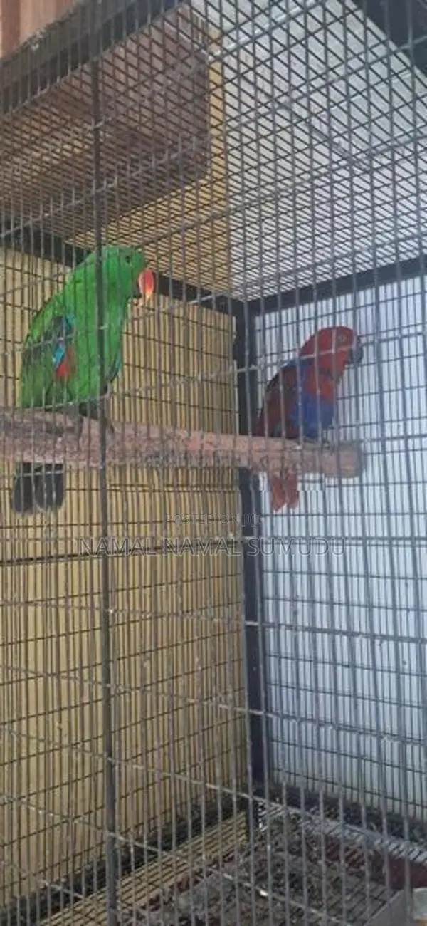 Eclectus Birds