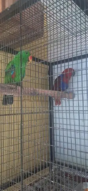 Eclectus Birds