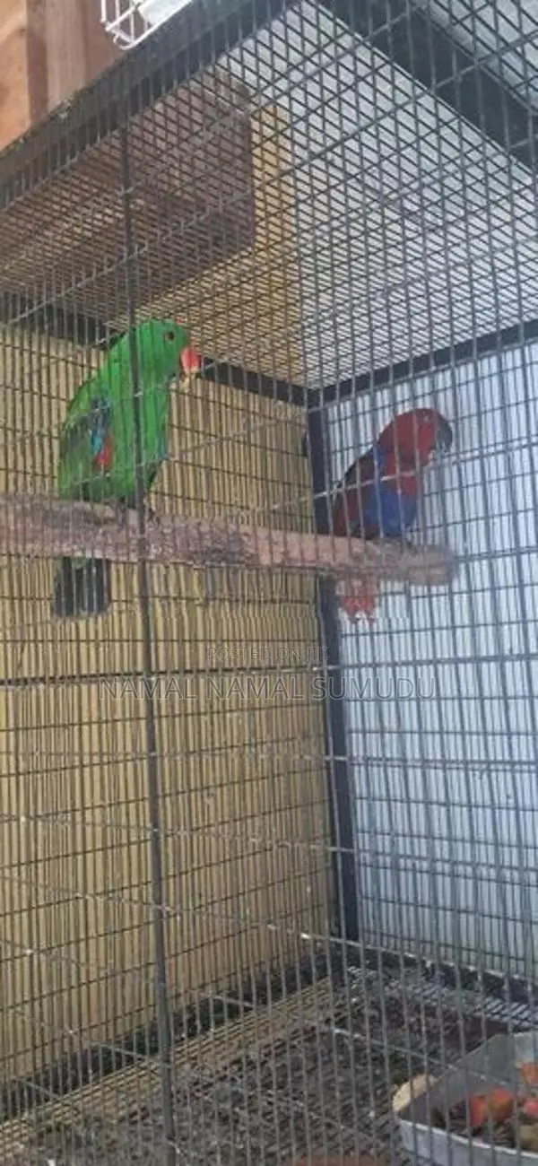 Eclectus Birds