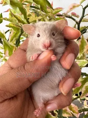 Hamster