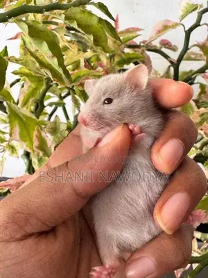 Hamster