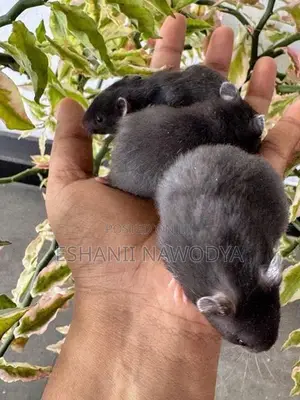 Hamster