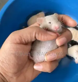 Hamster