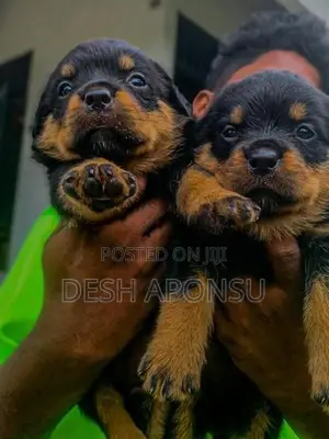 Rottweiler Puppies