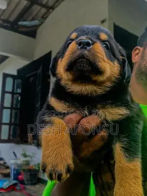 Rottweiler Puppies
