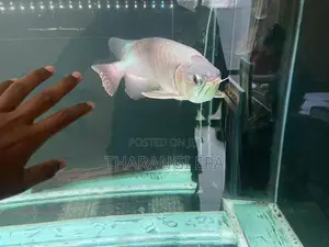 Red Arowana