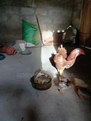 Kukulan