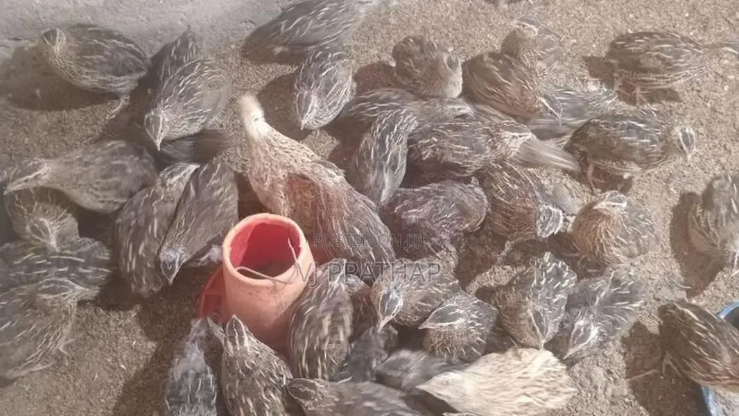 முட்டை இடும் காடைக்கோழி