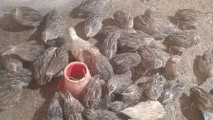 முட்டை இடும் காடைக்கோழி