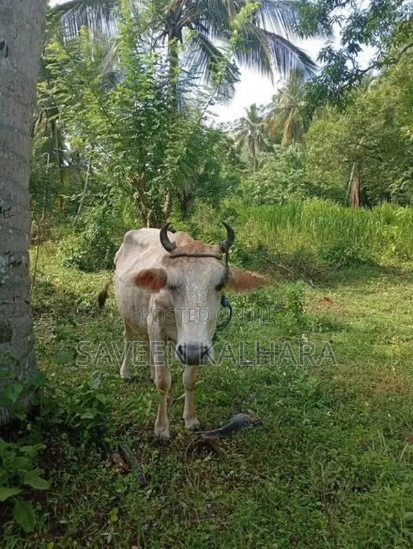 Milk Cow