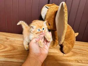 Persian Cat