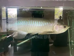 Red Arowana