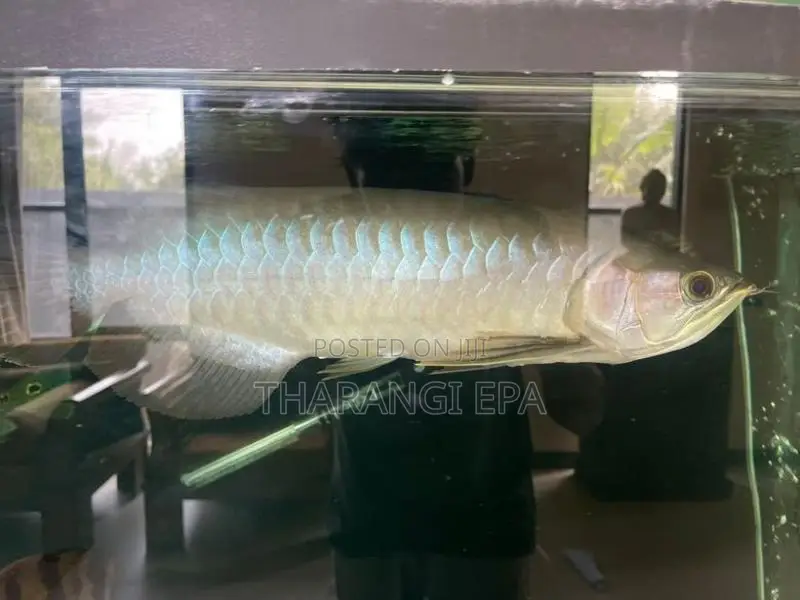 Red Arowana