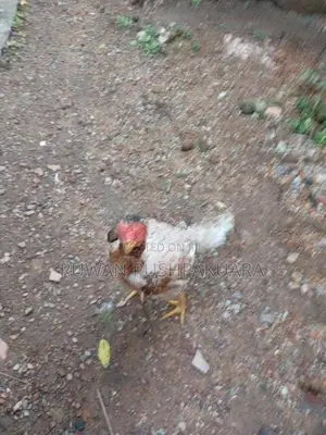 Kukulan