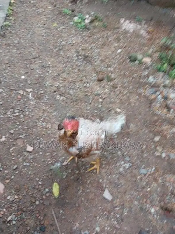Kukulan