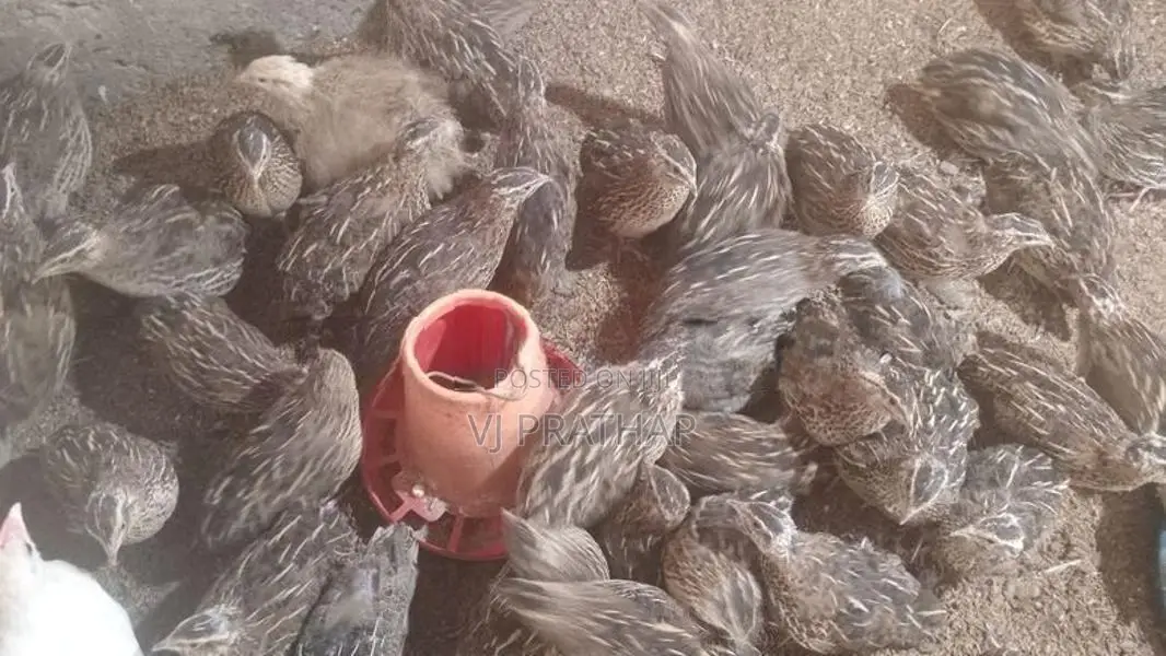 முட்டை இடும் காடைக்கோழி
