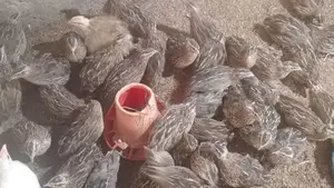 முட்டை இடும் காடைக்கோழி