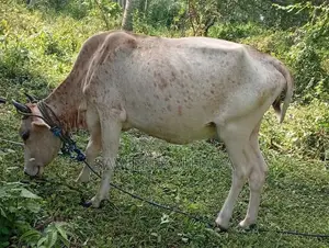 Milk Cow