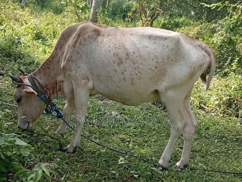 Milk Cow