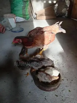 Kukulan