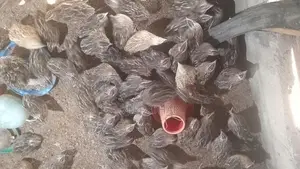 முட்டை இடும் காடைக்கோழி