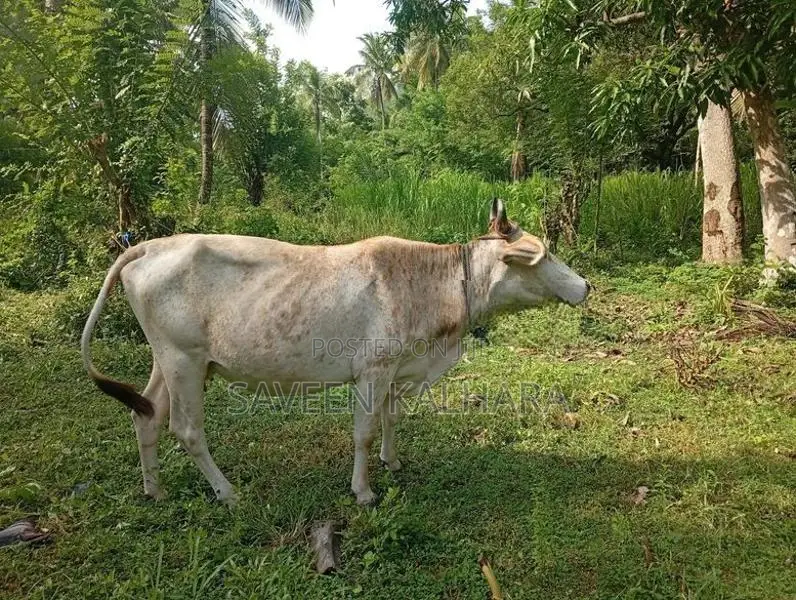 Milk Cow