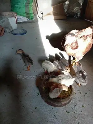 Kukulan