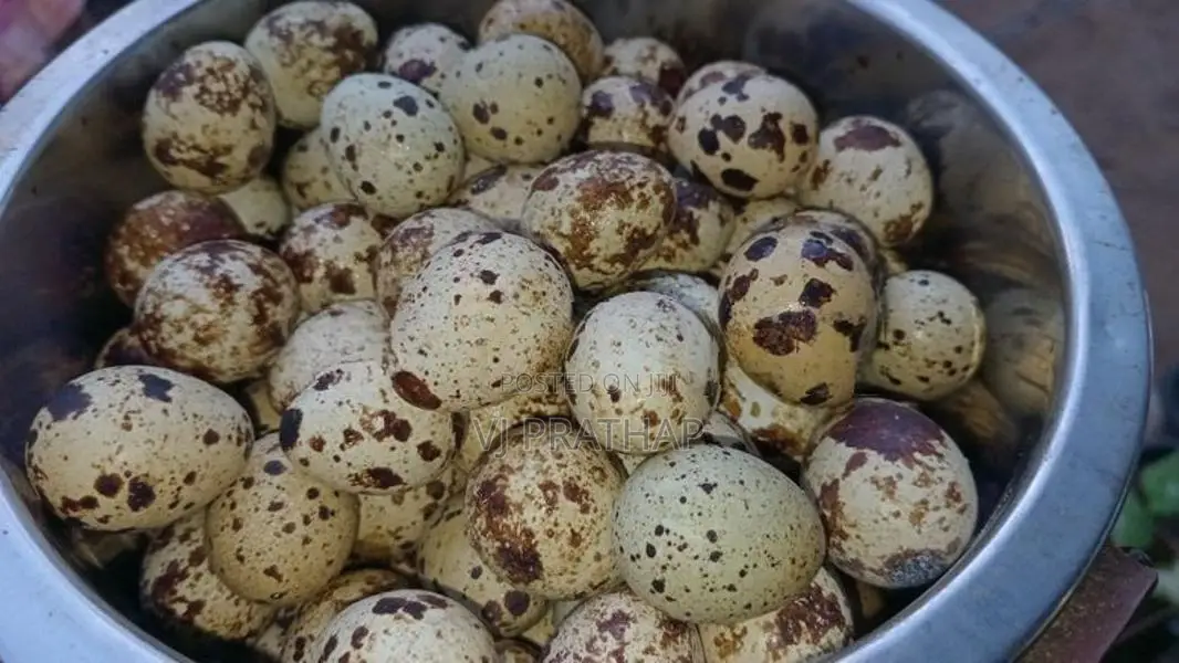 முட்டை இடும் காடைக்கோழி