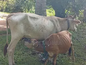 Milk Cow