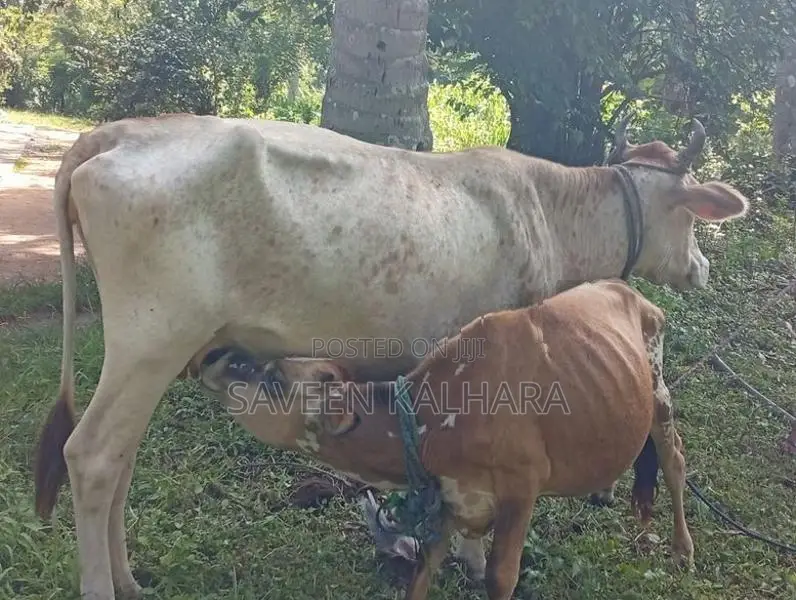 Milk Cow