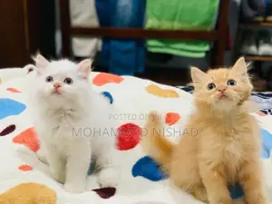 Persian Cat