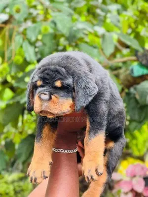 Rottweiler puppy